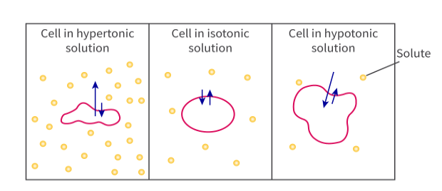 <p>If you place a cell in a hypertonic solution (meaning a solution with a high solute concentration), then the water will gradually start to move out of the cell into the surrounding solution (moves from an area of low solute concentration to high solute concentration); <br>This causes the cell to shrink and become crenated as an animal cell or go through plasmolysis as a plant cell.</p>