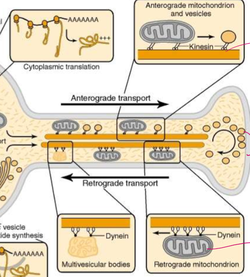 <p>Kinesin move mitochondria and vesicles <strong>antrograde:</strong> towards the axon terminal</p><p>Dynein move damaged retrograde mitochonria and multivesicular bodies that must be recycled <strong>retrograde</strong>: in towards the dendrite body</p>