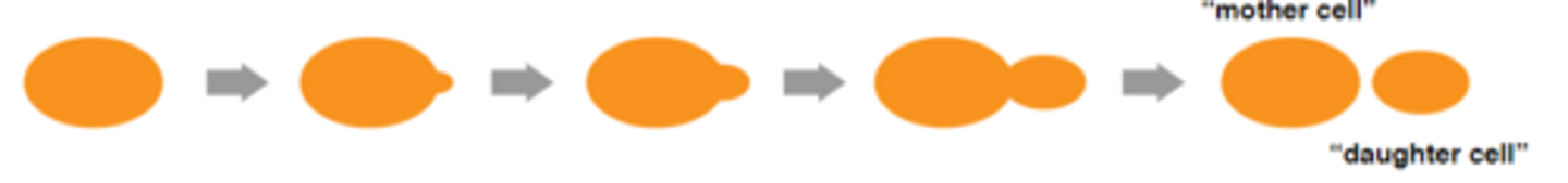 <p>Växer i singulärmiljö och delar sig genom budding</p>