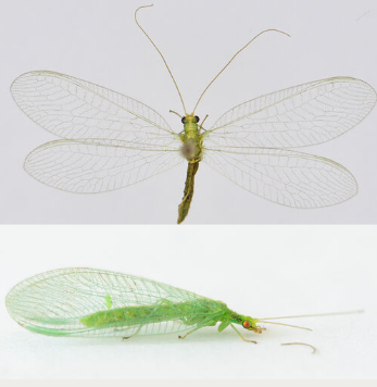 <p><span>Algemeen. Het goudoogje is de meest algemene soort onder de groene gaasvliegen. De soort is groen met een gele lengtestreep over de rug en een roodbruine wangvlek. Het meest kenmerkend is de positie van de dwarsader ten opzichte van de intramediane cel op de voorvleugel; deze dwarsader ontspringt aan of voorbij de punt van deze cel. In de winter kunnen de dieren (rood)bruin verkleuren. Er is ontdekt dat de soort </span><em>Chrysoperla carnea</em><span> eigenlijk uit meerdere soorten bestaat, die sterk op elkaar lijken. Ze zijn enkel te onderscheiden op basis van de baltsgeluiden die ze maken om een partner aan te trekken, waarbij ze met hun achterlijf op een blad of ander oppervlak trommelen.</span></p>