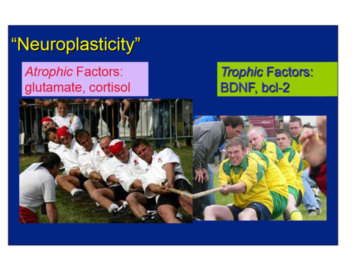 <p>The ability of the brain to change and adapt in response to experience, learning, or injury</p>