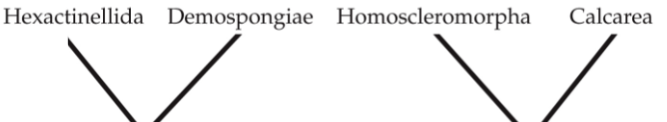 <p><strong>Demospongiae (majority)</strong></p><p> <strong>Hexactinellida</strong> (glass sponges) </p><p><strong>Homoscleromorpha</strong></p><p><strong>Calcarea</strong> (calcareous sponges)</p>