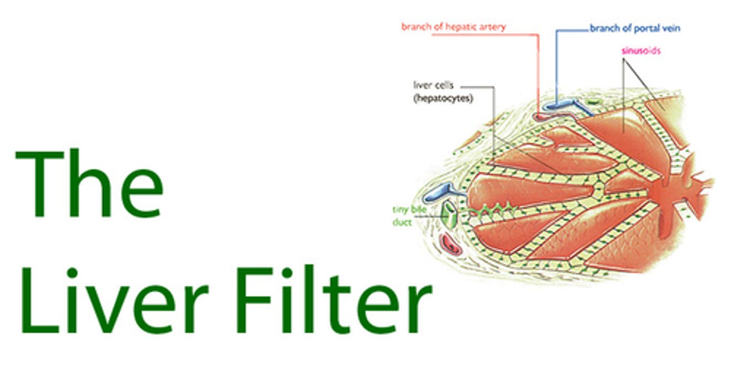 <p>Hepatocytes remove toxins from the blood, helping to cleanse it before it leaves the liver (filter).</p><p>SO REMEMBER THE TWO FUNCTIONS OF HEPATOCYTES ARE FILTERING AND THE PRODUCTION OF BILE</p>