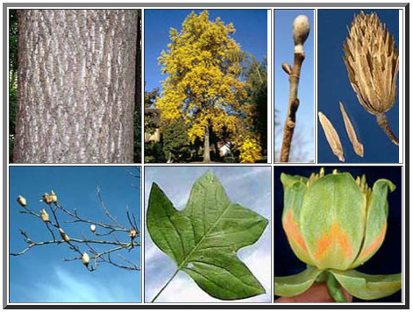 <p>yellow-poplar, tulip tree, tulip-poplar</p>