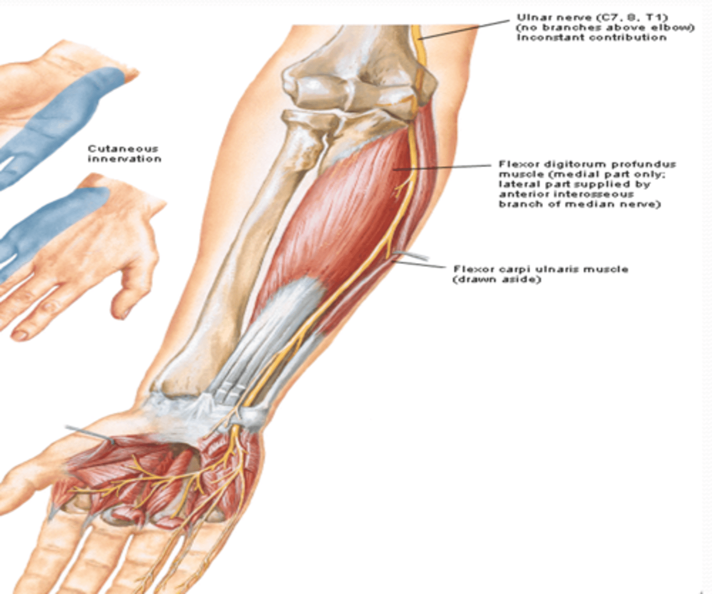 <p>-Course: descends in arm passing posterior to medial epicondyle of humerus à descends on the ulnar aspect of forearm to the hand</p><p>-Supply: FCU, FDP, intrinsic muscles of hand, and skin on medial side of hand (5th digit and medial side of 4th digit)</p>