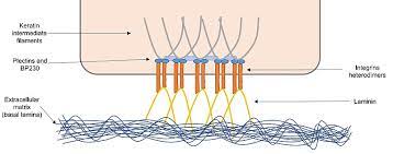 <p>anchoring bottom of ( epithelial) cell to underlying cell membrane (or extracellular fibers)→ form sheet like tissue &quot;sewn&quot;</p>