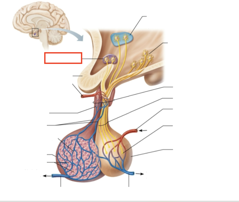 <p>What structure is highlighted?</p>