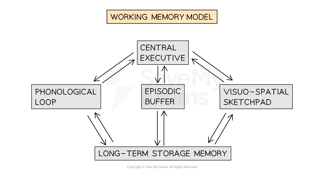 <ul><li><p>central executive transfers information between 3 subsystems: phonological loop, episodic buffer and visuo-spatial sketchpad</p></li><li><p>phonological loop can be /ed into articulatory control system and phonological store</p></li><li><p>visuo-spatial sketchpad can be /ed into inner scribe and visual cache</p></li><li><p>subsystems transfer information to long term storage memory</p></li></ul><p></p>