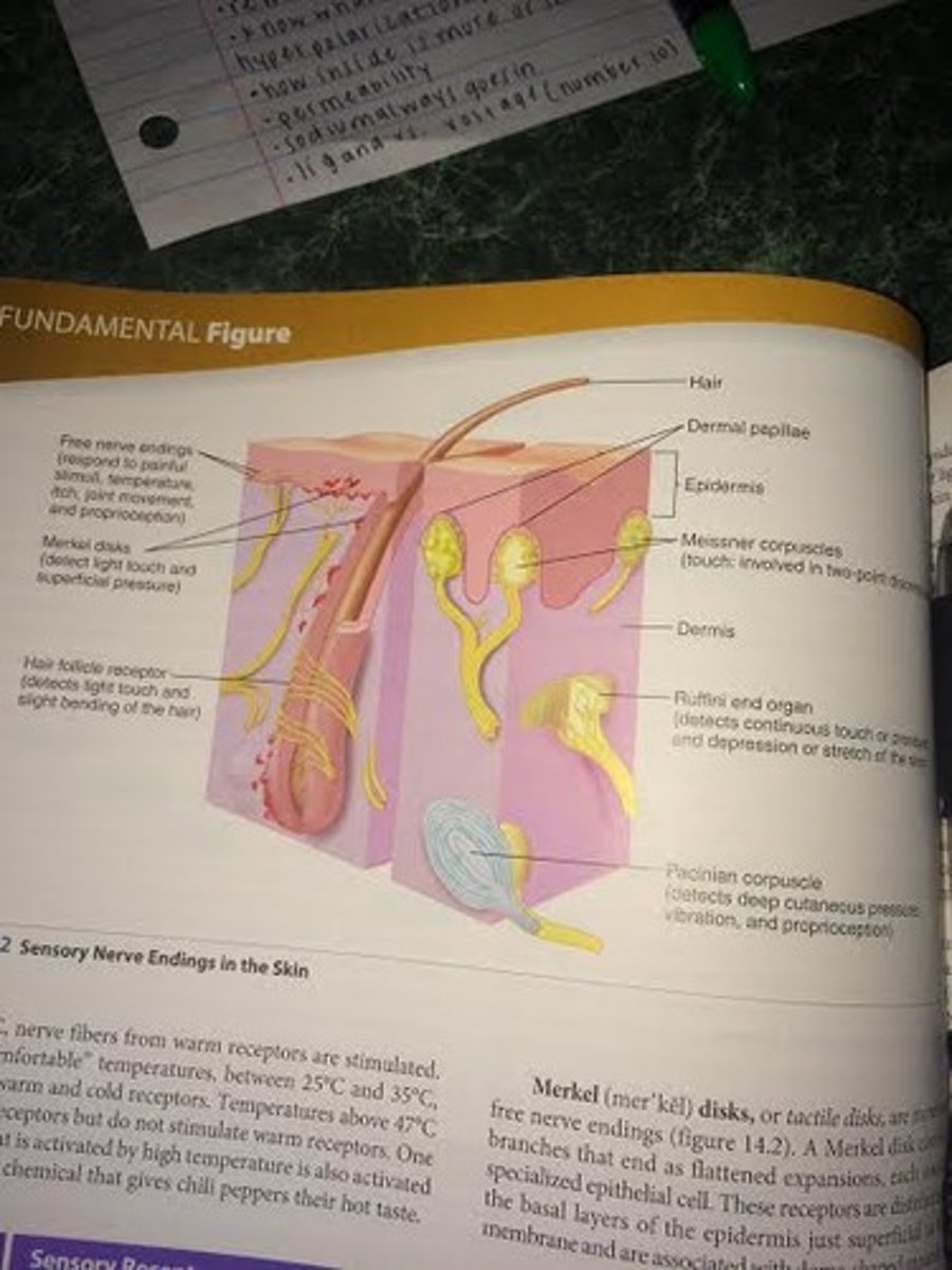<p>-free nerve endings for pain, itch, tickle, and temperature sensations</p><p>-hair follicle receptors for light touch</p><p>-Pacinian corpuscles for deep pressure</p><p>-Meissner corpuscles for detecting simultaneous stimulation at two points on the skin</p><p>-Ruffini end organs for sensing continuous touch or pressure</p>