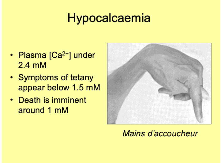 <p>Concentrations <2.4 mM</p><ul><li><p>if it drops to around 1.5mM:</p><ul><li><p>nervous system becomes <strong>progressivley excitable</strong></p></li><li><p>→ tetanic contraction of muscles</p></li></ul></li><li><p>SEVERE hypocalcaemia:</p><ul><li><p>tetany of the <strong>laryngeal muscles</strong> and <strong>Asphyxiation</strong></p></li></ul></li></ul><p>Death is immenant around 1mM</p>