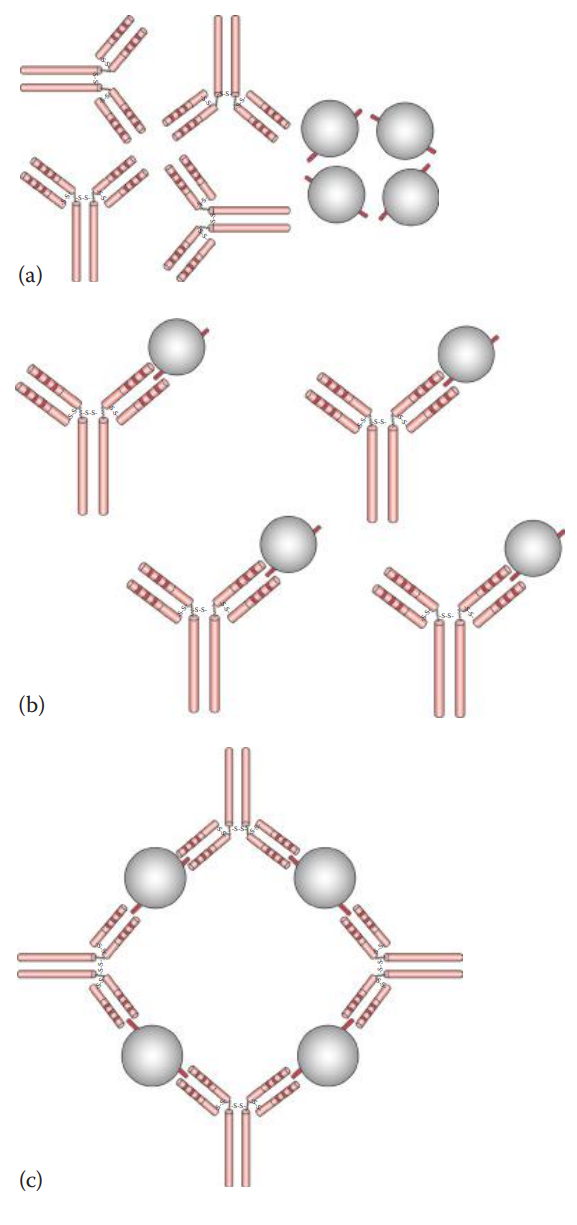 Agglutination reaction: (a) antigens are mixed with antibodies, (b) an antigen–antibody complex is formed during initial binding, and (c) the lattice is formed.