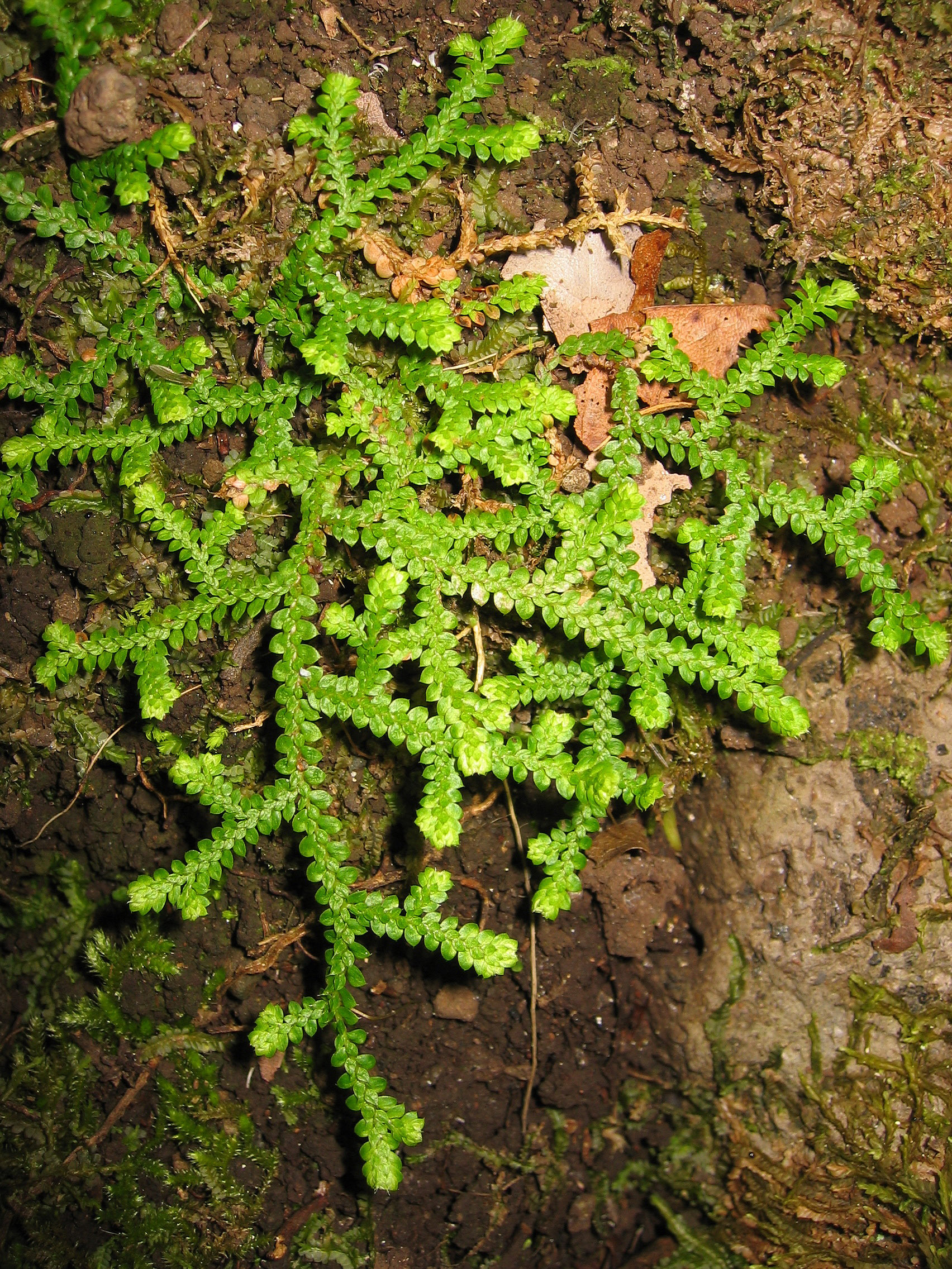 <p>Lic贸fito</p>