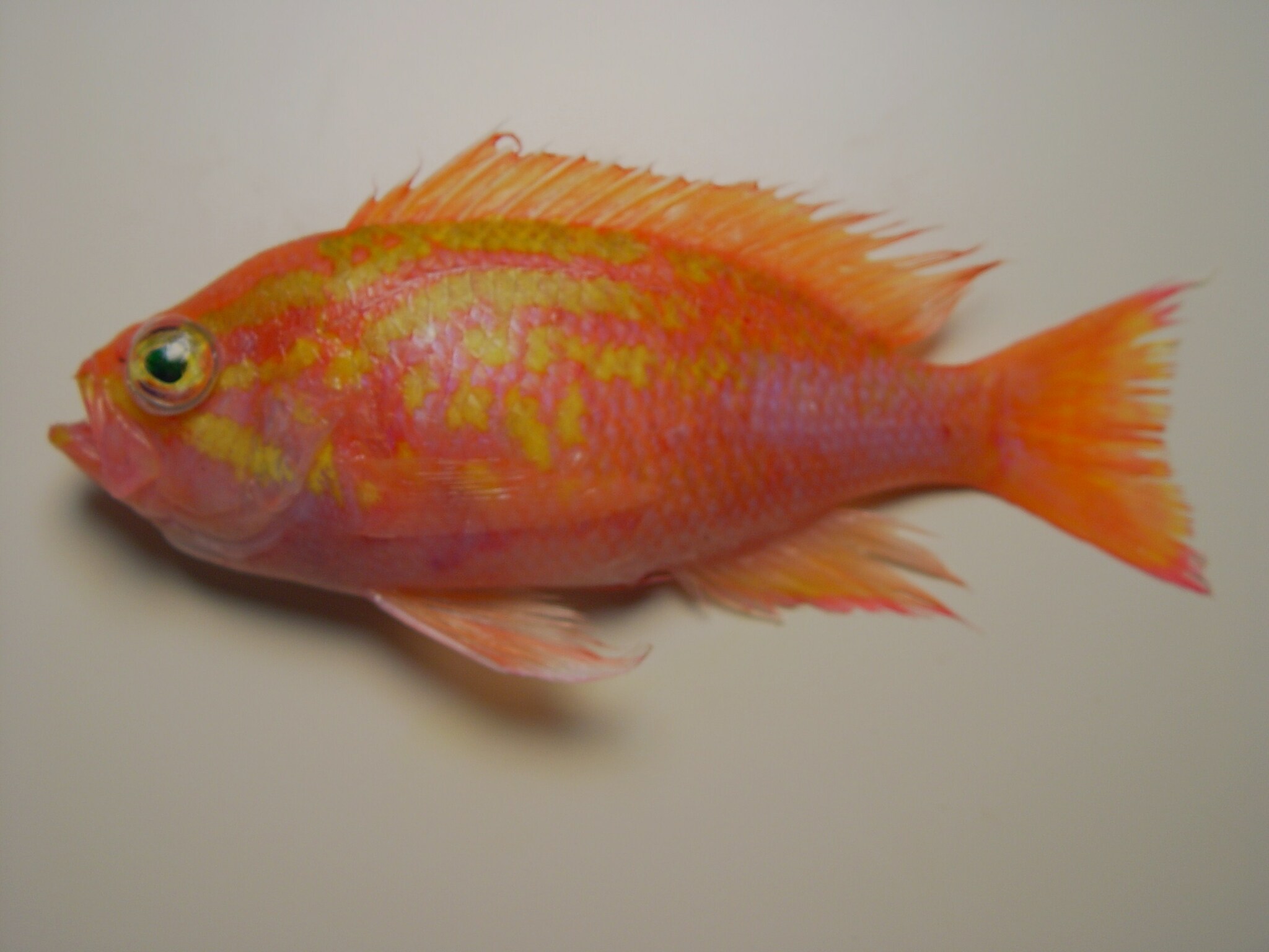 <p>head and body rose to an orangey-red color</p><p>pale yellow or green bands run from snout to under eyes to opercular margin</p><p>irregular yellowish bars and blotches on forebody</p><p>fins are rosy to orange-red</p><p>caudal fin may have elongate upper and lower rays </p><p>tall 3rd dorsal spine</p>