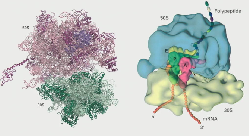 <ul><li><p>Its' structure allows it to interact with a specific site on the small ribosomal subunit (known as the P-site)</p></li><li><p><strong>This is why only this tRNA is used for initiation of a sequence</strong></p></li></ul><p></p>