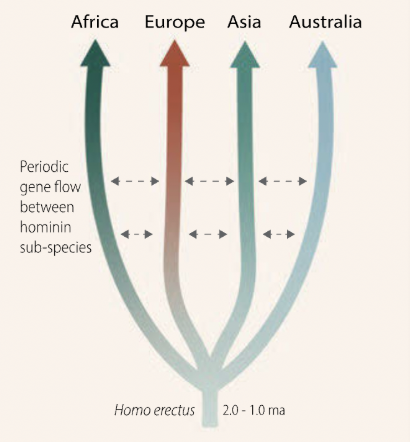 <p><span style="background-color: transparent; font-family: &quot;Times New Roman&quot;, serif;">The <strong>multiregional hypothesis</strong> proposes regional continuity with gene flow, maintaining one species; </span></p>