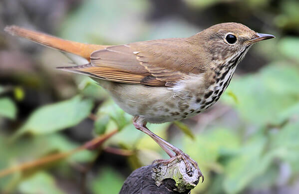 <p>Turdidae </p>