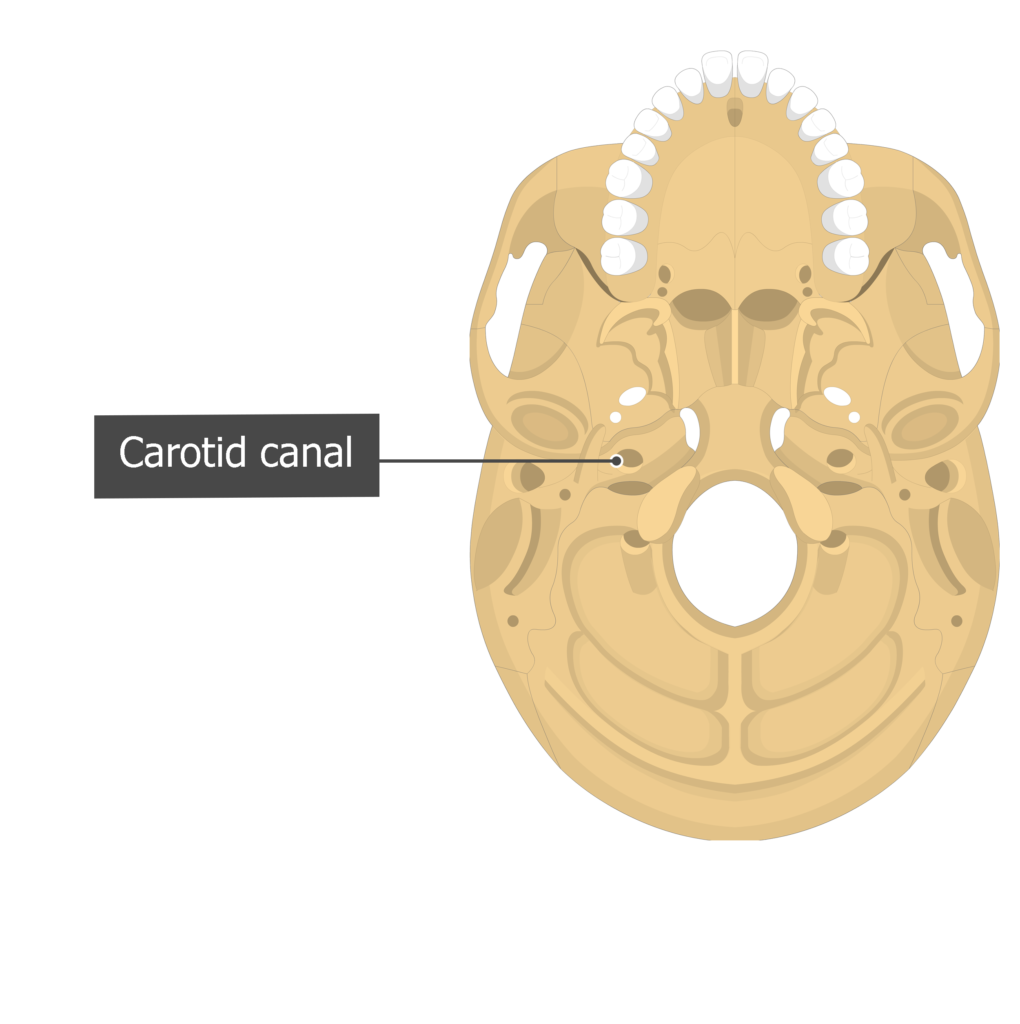 <p>Name the opening of the carotid canal</p>
