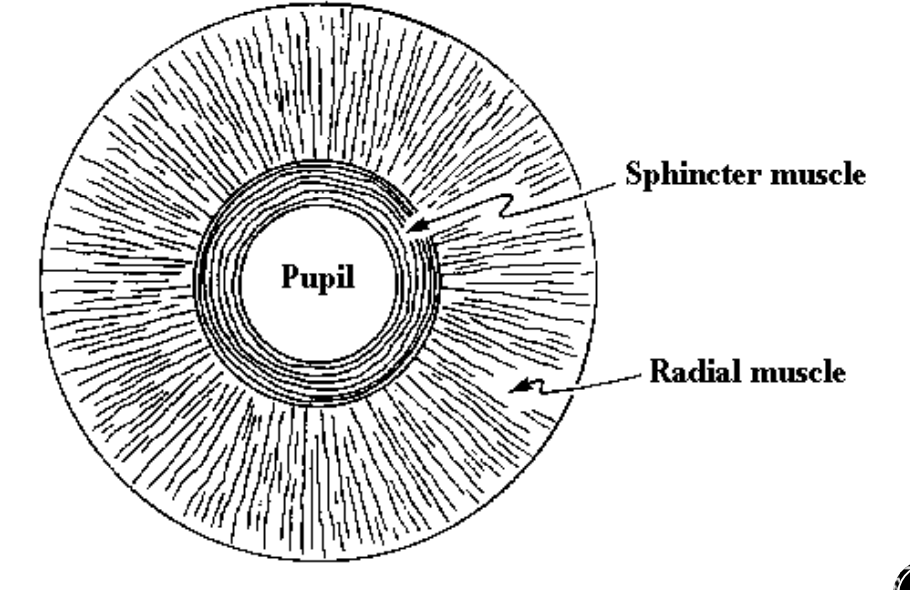 <p>Circular, smooth muscle</p><p>Courses circumferentially (Around the pupil in a circle)</p><p><u>Constricts the eye</u></p><p>Parasympathetic activation</p>