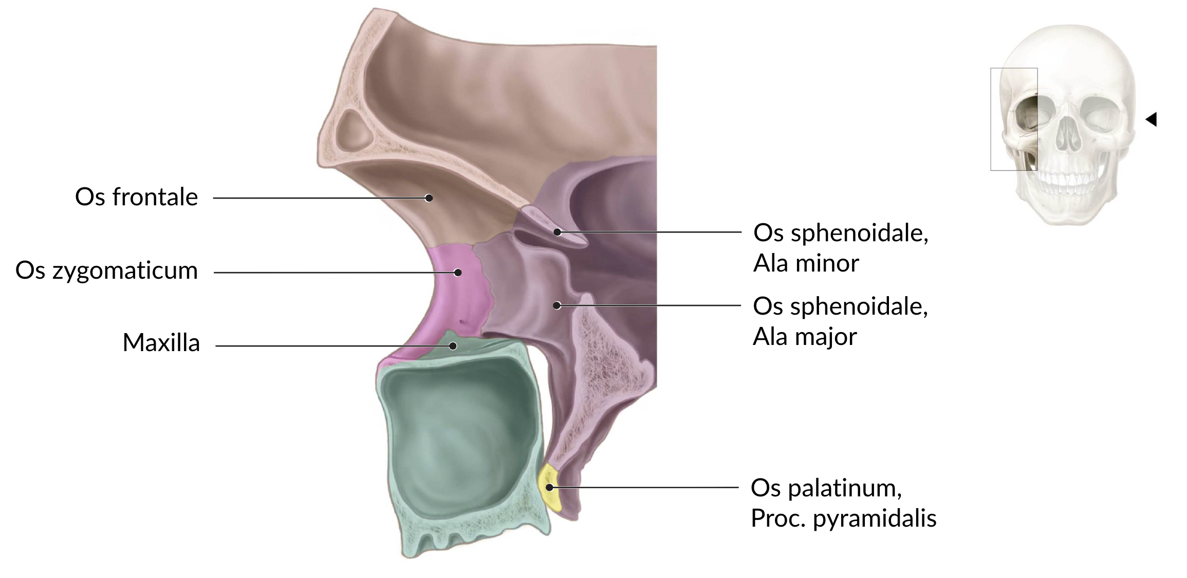 <p>D. Between the greater and lesser wings (Ala major and Ala minor) of the sphenoid bone (Os sphenoidale)</p>