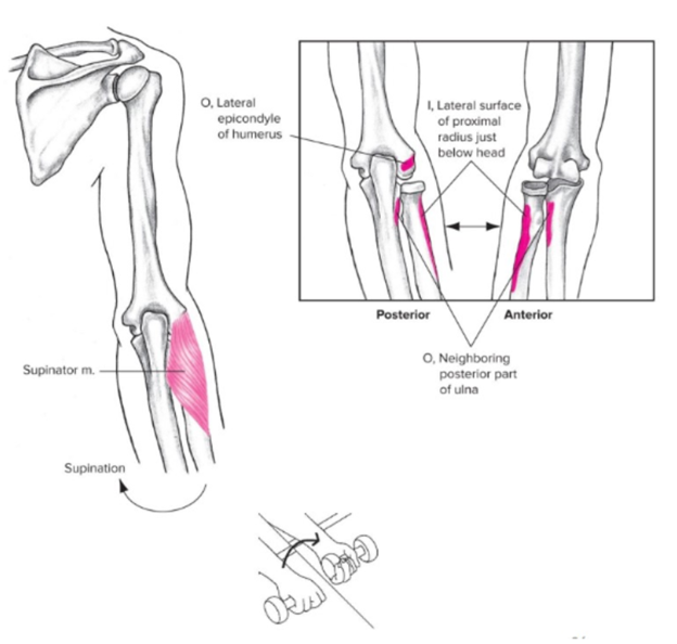 <ul><li><p><strong><u><span style="font-family: Arial, sans-serif">Origin</span></u></strong><span style="font-family: Arial, sans-serif">: </span><strong><span style="font-family: Arial, sans-serif">LATERAL EPICONDYLE</span></strong><span style="font-family: Arial, sans-serif"> of the </span><strong><span style="font-family: Arial, sans-serif">HUMERUS </span></strong><span style="font-family: Arial, sans-serif">and </span><strong><span style="font-family: Arial, sans-serif">NEIGHBORING POSTERIOR ULNA</span></strong></p></li><li><p><strong><u><span style="font-family: Arial, sans-serif">Insertion</span></u></strong><span style="font-family: Arial, sans-serif">: </span><strong><span style="font-family: Arial, sans-serif">LATERAL </span></strong><span style="font-family: Arial, sans-serif">surface of the </span><strong><span style="font-family: Arial, sans-serif">PROXIMAL RADIUS</span></strong><span style="font-family: Arial, sans-serif"> (BELOW HEAD)</span></p></li><li><p><strong><u><span style="font-family: Arial, sans-serif">Action(s)</span></u></strong><span style="font-family: Arial, sans-serif">: supination of the forearm&nbsp;</span></p></li><li><p><strong><u><span style="font-family: Arial, sans-serif">Antagonist</span></u></strong><span style="font-family: Arial, sans-serif">: pronator quadratus</span></p></li></ul>