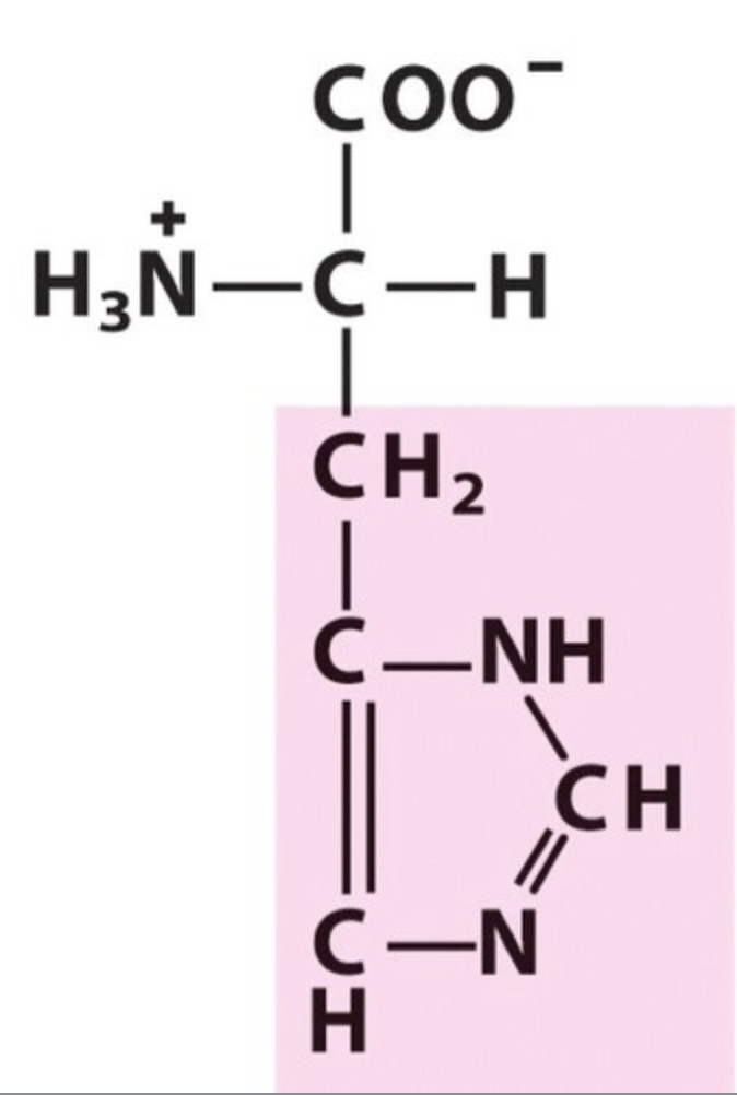 <p><span>His / H. pKa 6,0. Functional group -NH2. IP: 7,59. Polar, basic.</span></p>