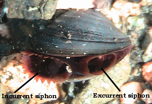 <p>Bilvaves : filter feeders</p>
