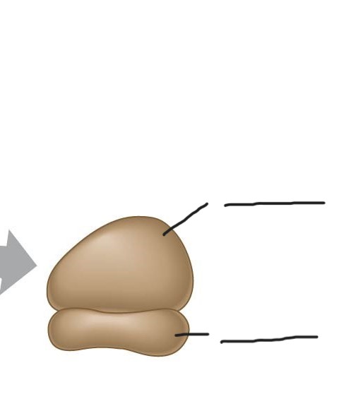 <p>Ribosome </p>