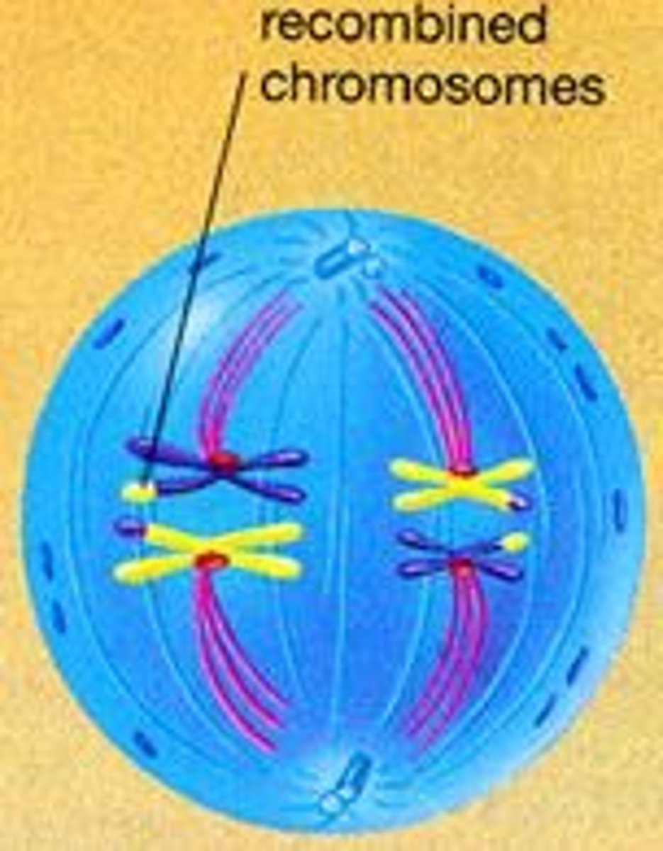 <p>Homologous chromosomes line up at the center of the cell.<br>(Metaphase=They MEET in the MIDDLE)<br><br>Spindle fibers from one end of the cell attach to the homologous chromosomes, and spindle fibers from the other end attach to the chromatid pairs.</p>