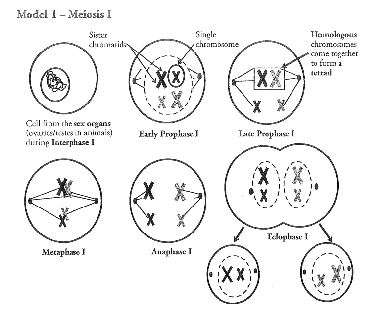 <p>The sex cells: ovaries/testes</p>