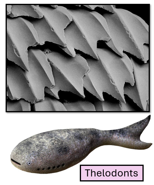 <p><span><span>Large armor plates break up into many smaller enamel flakes</span></span></p>