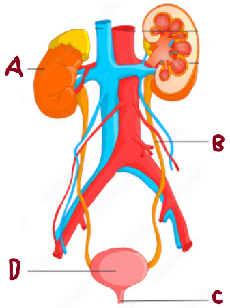 <p>B</p>
