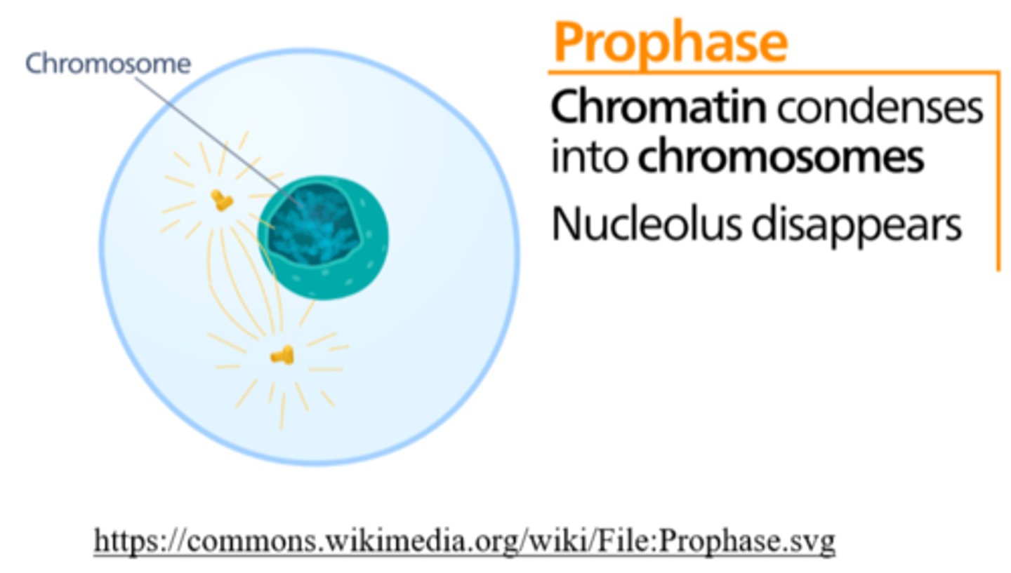 <p>prophase</p>