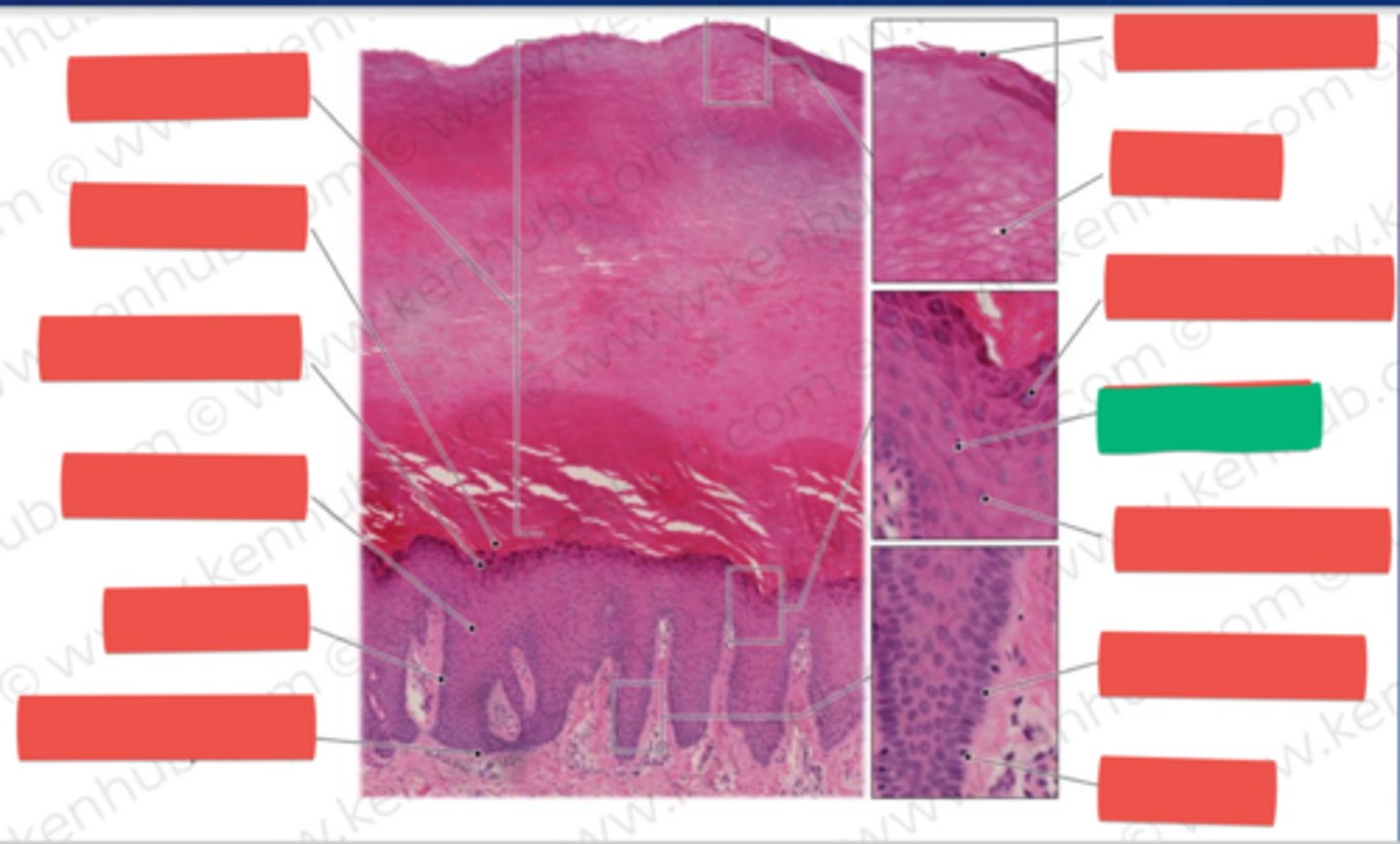 knowt flashcard image