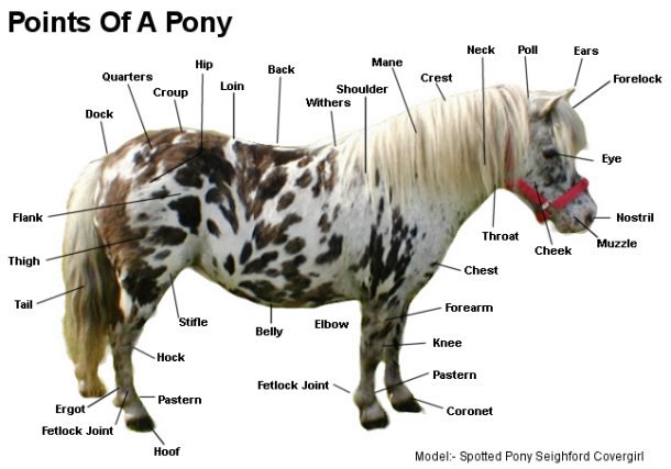 <p>Equines below 14.2 hands at the withers. <span>Smaller than horses and often have thicker manes, tails, and coats, as well as proportionally shorter legs, wider barrels, and heavier bones. Examples of breeds are: Shetland Pony, Welsh Pony, Connemara Pony, Pony of the Americas, and Dartmoor Pony. </span><br> </p>