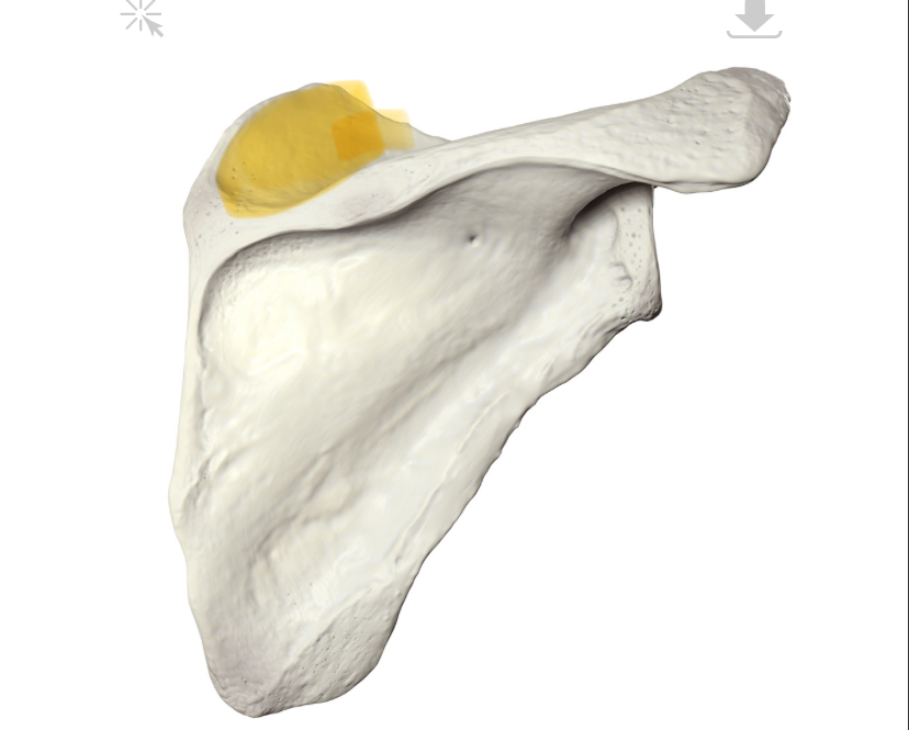 <p>Hoe heet dit deel?</p>