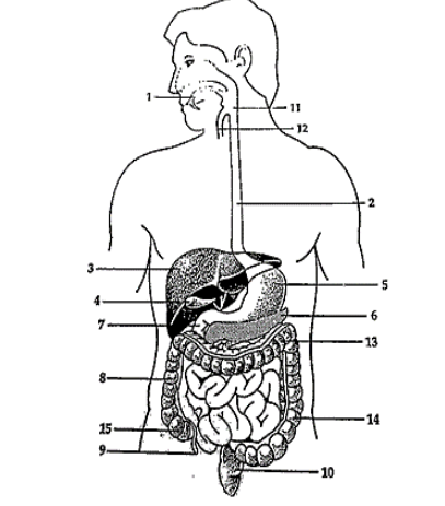 <p>For numbers 4, refer to the following figure.</p><p></p><p>4. Digestion is the breakdown of complex food molecules</p><p>into smaller components. At which site does digestion of</p><p>proteins begin?</p><p>a. 1</p><p>b. 2 </p><p> c. 5</p><p>d. 7</p>