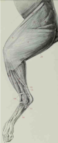 <p>Superficial muscles of the hindlimb, lateral view</p>