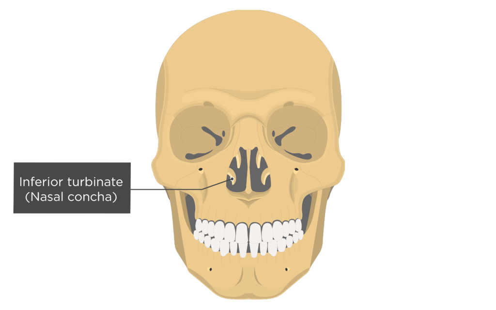 <p>projections inside the nose that increase the turbulence of air as it flows in</p>