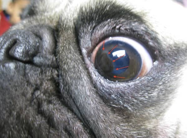 <p>Brown to black pigmentation on the cornea (starting at the limbus), corneal vascularisation, opacity, ulceration/erosions (in severe cases), ocular irritation, redness, tearing, squinting, and potential vision impairment/blindness if the central cornea is affected</p>