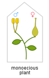 <p>plant has both male and female flowers (doesn’t have to have both parts on one flower)</p>