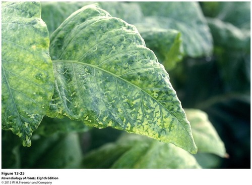 <p>a widespread plant pathogen that causes discolouring on leaves by preventing chloroplast formation</p>