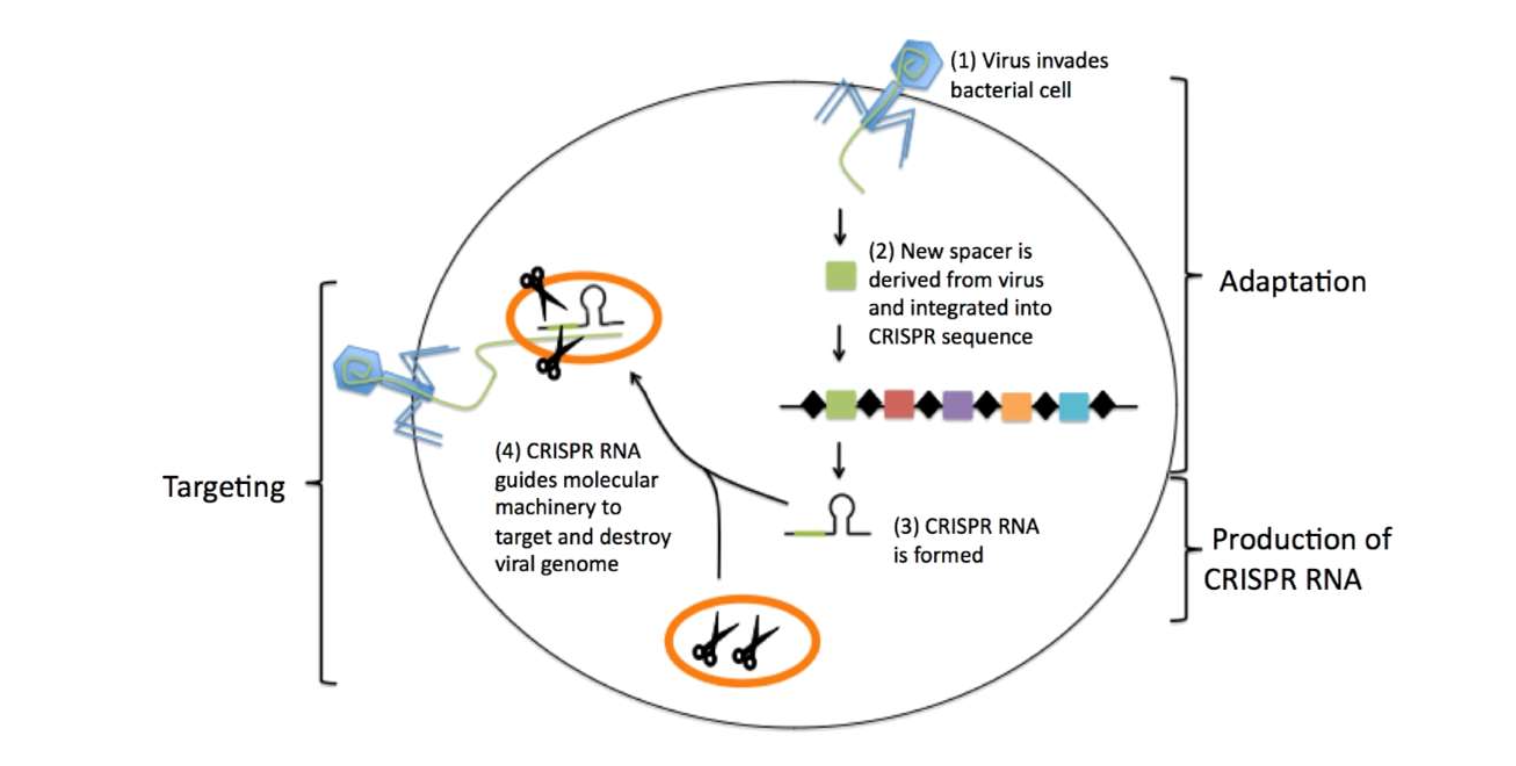 <ol><li><p>virus invades bacterial cell</p></li><li><p>new spacer derived from from virus and integrated into CRSPR sequence</p></li><li><p>CRSPR RNA is formed</p></li><li><p>CRSPR RNA guides molecular machinery to target and destroy viral genome</p></li></ol><p></p>