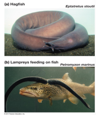 <p>in phylum chordata, subphylum vertebrata, lamprey and hagfish, jawless fish, no appendages, lack full vertebral column,&nbsp;</p>