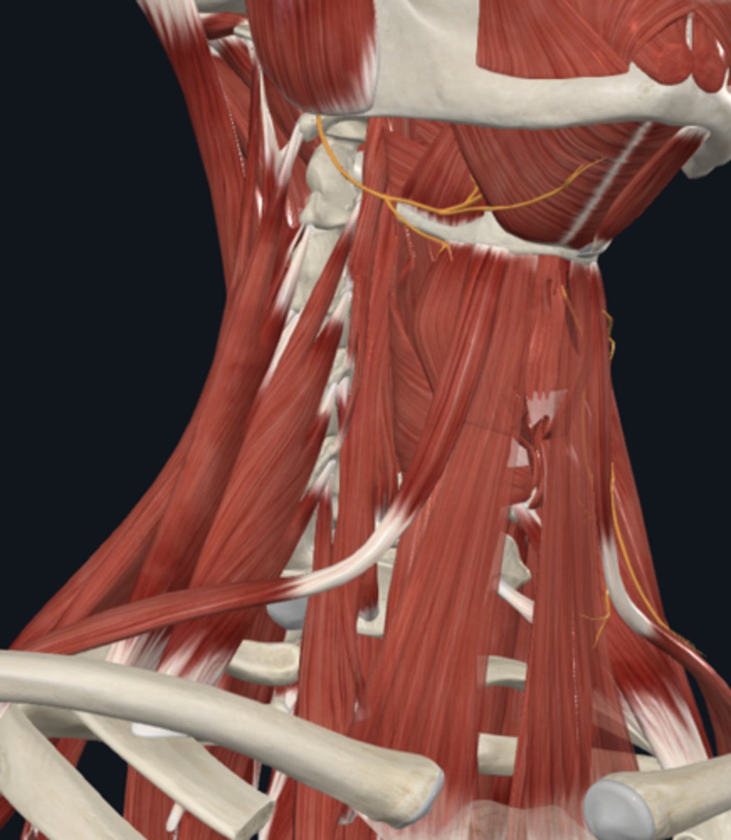 <p>What is the Thyrohyoid muscle Innervated by?</p>