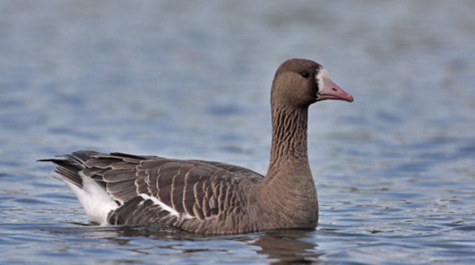 <p>zařaď živočicha do systému</p><p>Třída - řád - čeleď - druh čeština (latina)</p>