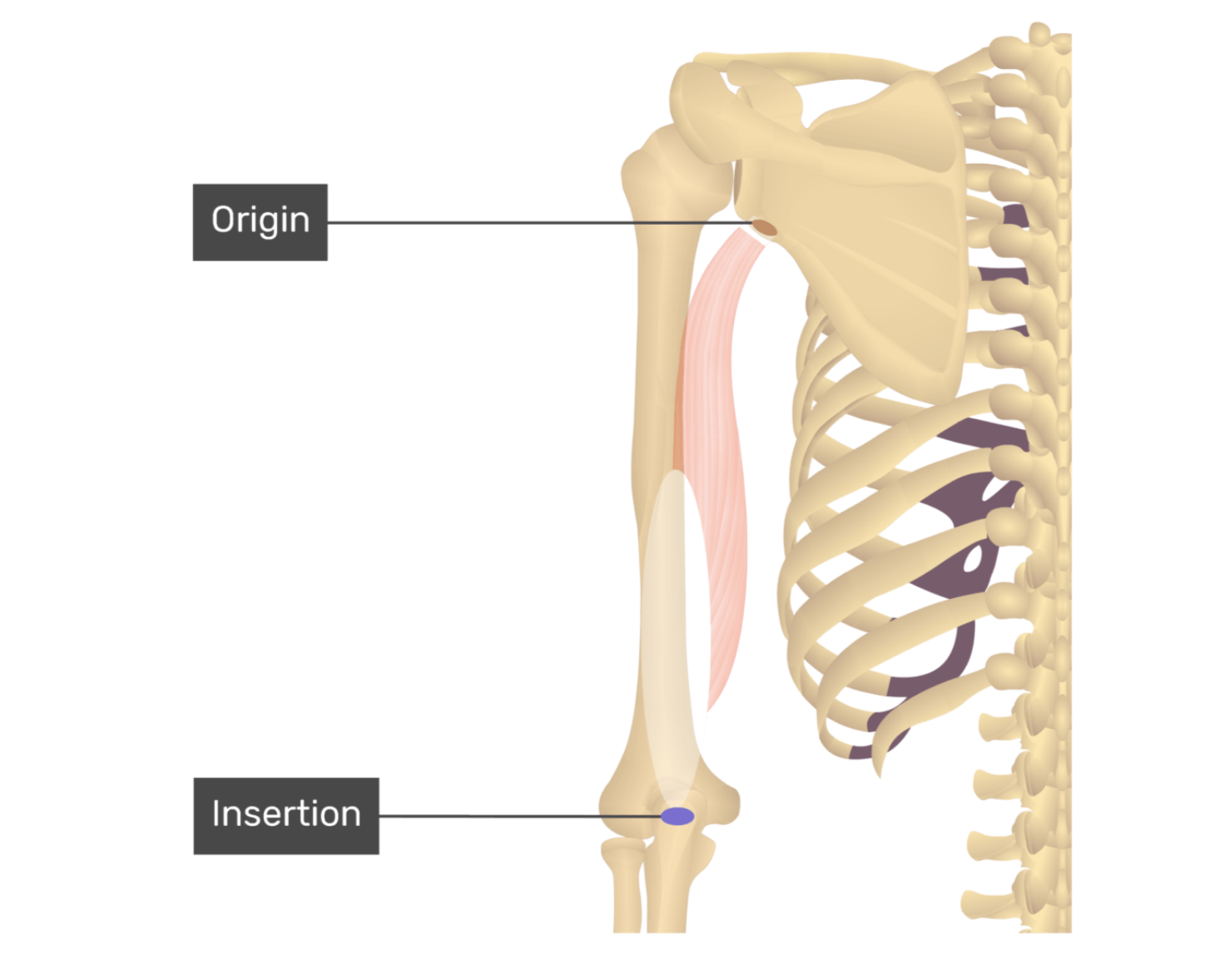 <p>triceps brachii, long head</p>