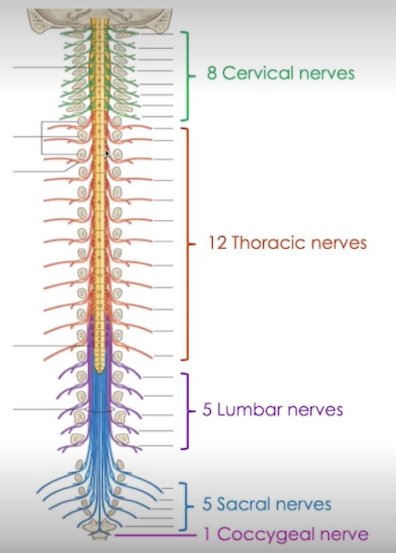 <ol><li><p>Cervical (C1-8)</p></li><li><p>Thoracic (T1-12)</p></li><li><p>Lumbar (L1-5)</p></li><li><p>Sacral (S1-5)</p></li><li><p>Coccygeal (1)</p></li></ol><p></p><p>→ Spinal cord ends at L1-2, therefore, L1-5, S1-5 and 1 coccygeal lie between T12-L2 of the VERTEBRAL COLUMN </p><ul><li><p>not located in their corresponding regions, but will extend out to them</p></li></ul><p></p>
