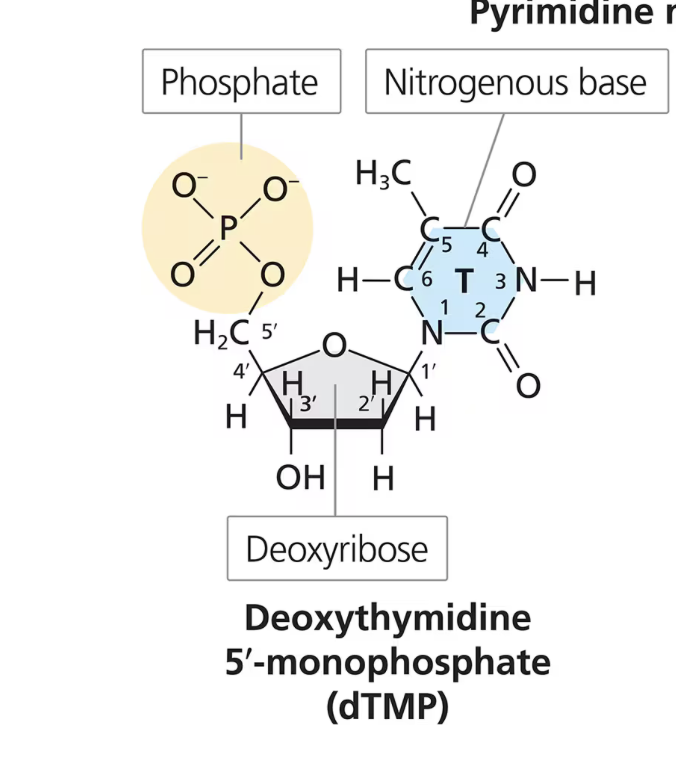 <ol><li><p><strong>Deoxyribose sugar - A 5-carbon sugar (5 sides)</strong></p></li></ol><ul><li><p>1’ carbon:</p><ul><li><p>Oxygen connects the 1’ carbon to the 4’ carbon</p></li><li><p>nucleotide base is attached to the 1’ carbon VIA covalent bond</p></li></ul></li><li><p>2’ carbon:</p><ul><li><p>Hydrogen at 2’ carbon (which is why it’s called a DEOXyribose, without oxygen)</p></li></ul></li><li><p>3’ carbon:</p><ul><li><p>OH (hydroxyl) group attached to 3’ carbon</p><ul><li><p>OH has phosphodiester bond with the next nucleotide</p></li></ul></li></ul></li><li><p>5’ carbon:</p><ul><li><p>projects outward from the 4’ carbon</p></li><li><p>a phosphate is attached to the 5’ carbon</p></li></ul></li></ul><p></p><ol start="2"><li><p><strong>One nitrogenous base (A C T G)</strong></p></li><li><p><strong>Up to 3 phosphate groups</strong></p></li></ol><p></p>