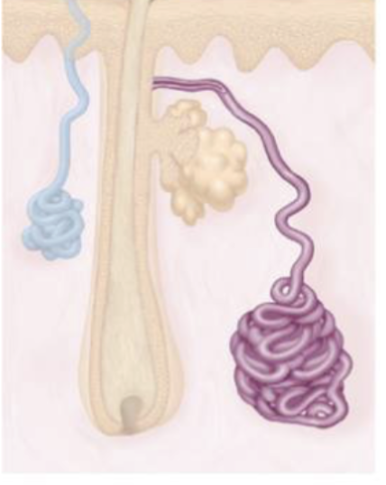 <ul><li><p>sweat composition</p><ul><li><p>viscous (thicker) milk substance </p></li><li><p>bacteria</p></li></ul></li><li><p>release via ducts emptying into hair follicles </p></li><li><p>active after puberty</p></li><li><p>region: axilla,pubic,anal</p></li></ul><p></p>