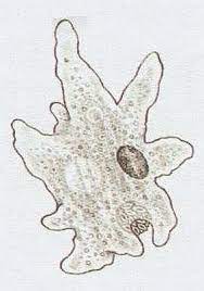 <p>měňavka</p>